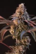 lemon-cherry-runtz-fast-buds