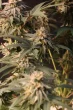lemon-cherry-runtz-fast-buds