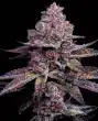 garapples-feminized-seeds