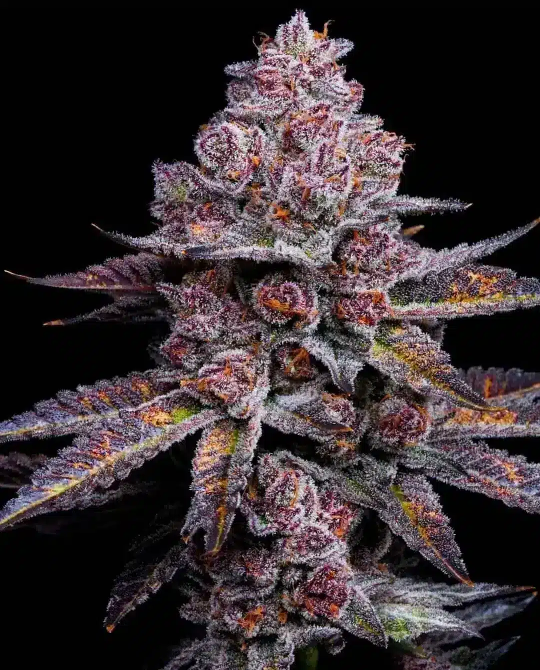 garapples-feminized-seeds garapples feminized