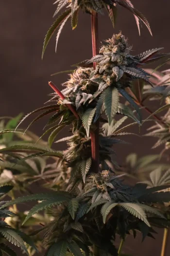 lemon cherry runtz fast buds