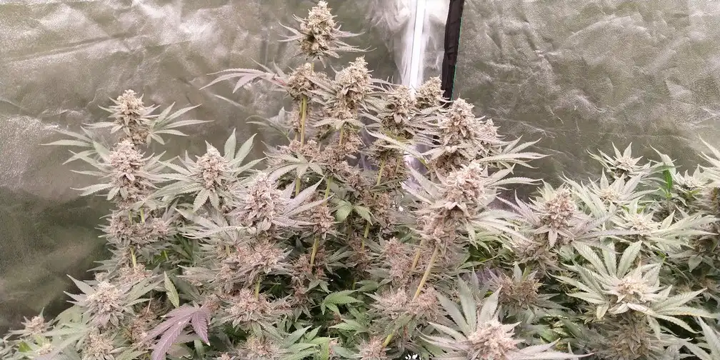 Nirvana Seeds Aurora Indica feminized cannabis seeds