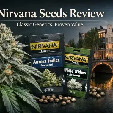 The Flying Dutchmen Seeds – Amsterdam Cannabis Legacy