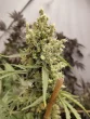 rosetta-stone-cannabis-seeds