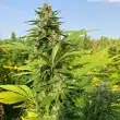 rosetta-stone-cannabis-seeds
