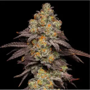 Puff Mints buds close up showing dense trichomes and mint dessert lineage