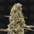 mochi mints terp treez co
