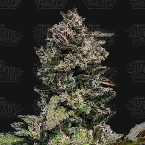 TerpTreez_Auto-Forbidden-Mints auto forbidden mints terp treez co