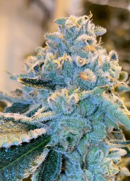 gello-shotz-s1-feminized-seeds gello shotz seeds