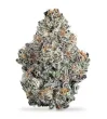 gello-shotz-s1-feminized-seeds