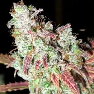 Orange Apricot Strain Review (2026) – Effects & Grow Guide
