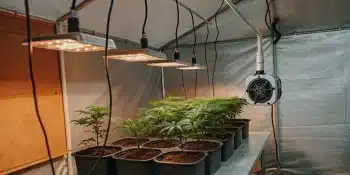 Puff Mints indoor grow showing dense canopy structure and resin-heavy flowering buds