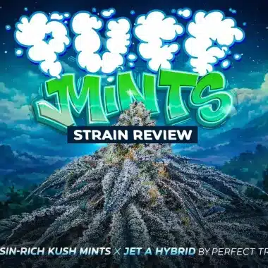 Pornstar Martini Strain Review (32% THC)