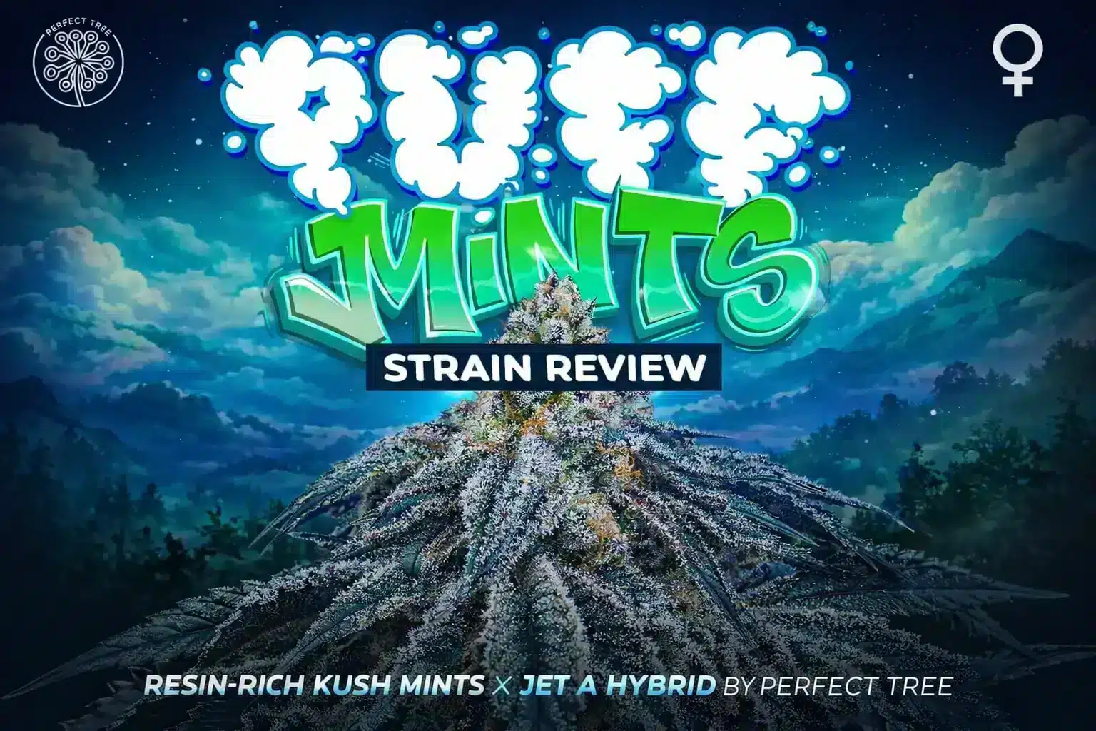 Puff Mints strain review cover showing resinous Puff Mints buds by Perfect Tree