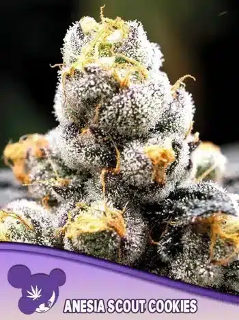 Anesia Scout Cookies Seeds – Anesia Seeds
