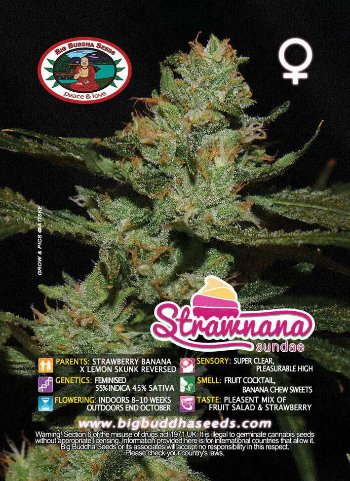 strawnana sundae by big buddha seeds