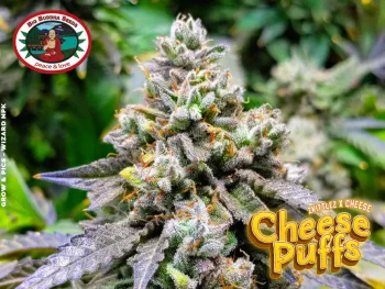 big buddha cheese puffs seeds