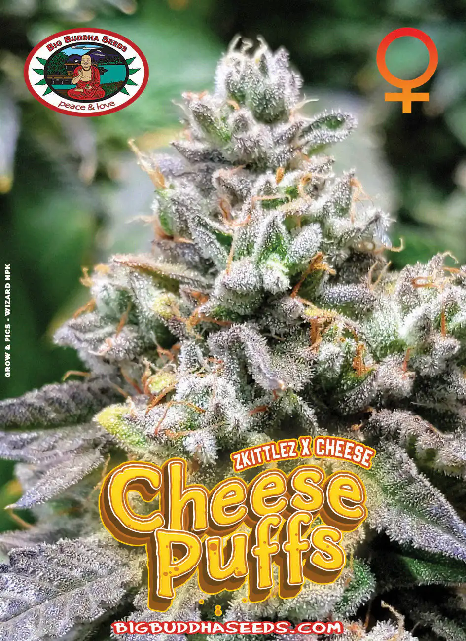 Big Buddha Seeds - Cheese Puffs big buddha cheese puffs seeds