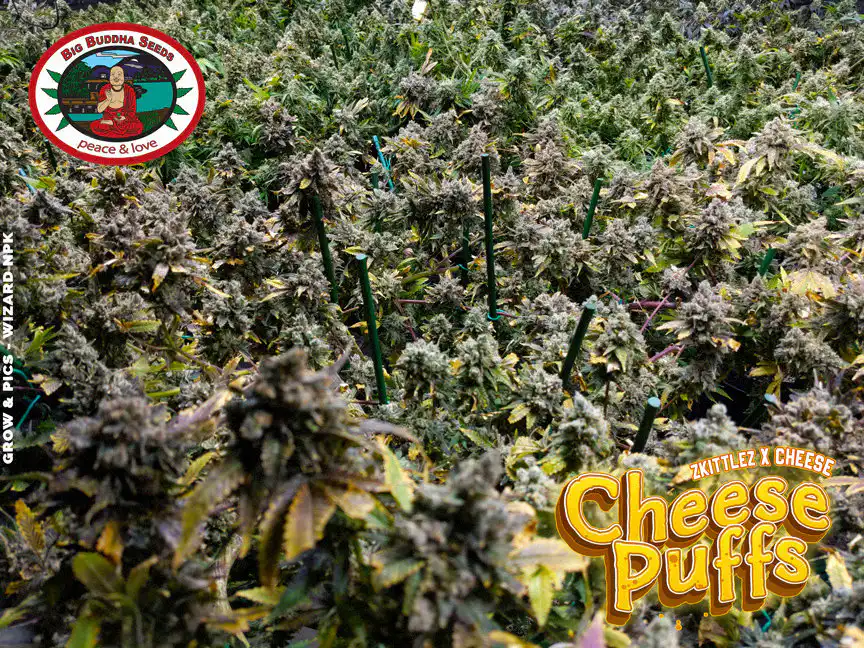 Big Buddha Seeds - Cheese Puffs big buddha cheese puffs seeds