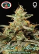 Big_Buddha_Seeds_KUSH_MINTZ_strain