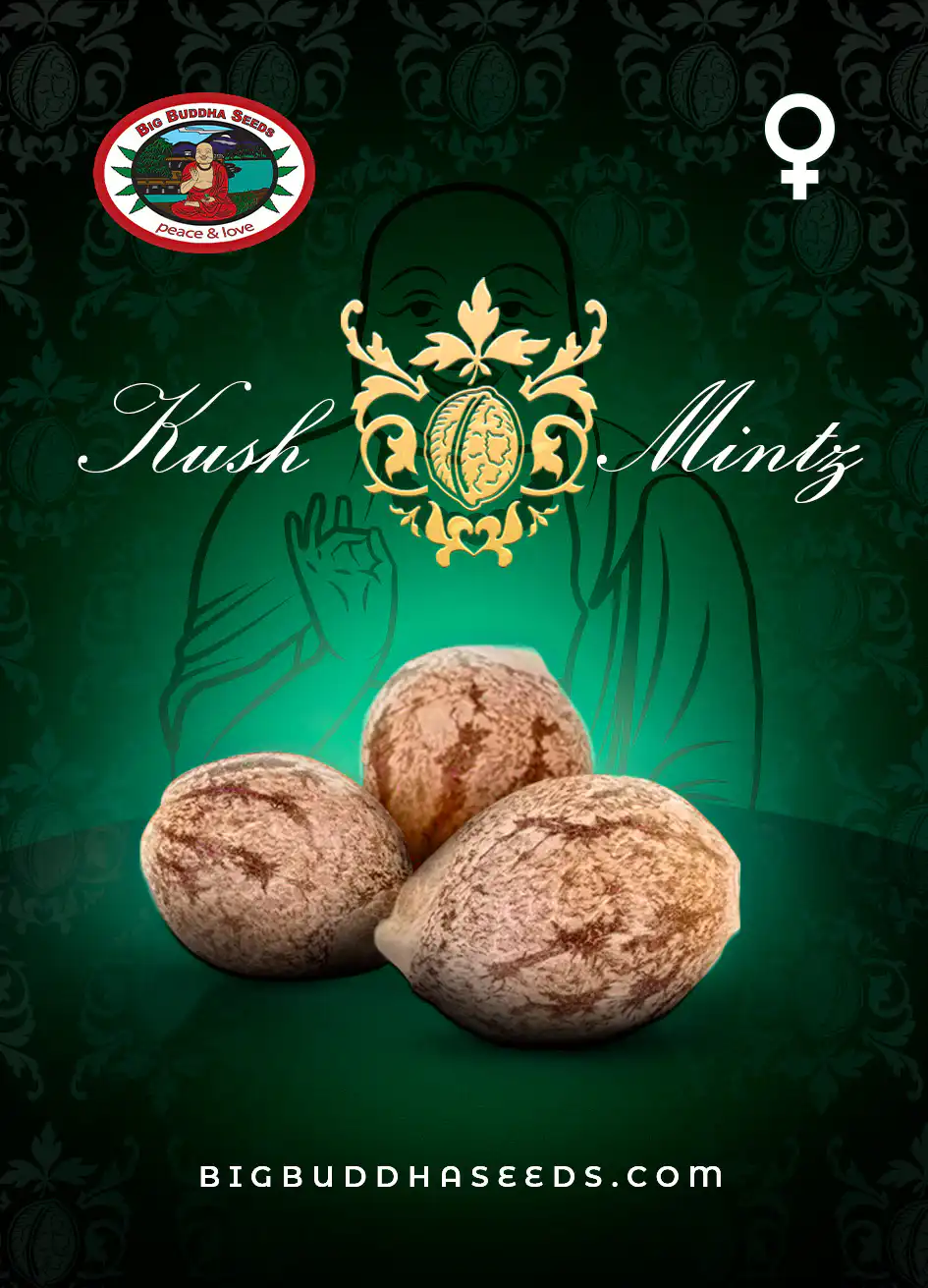 Big_Buddha_Seeds_KUSH_MINTZ_feminized-seeds Kush Mintz strain macro trichomes mint chocolate aroma