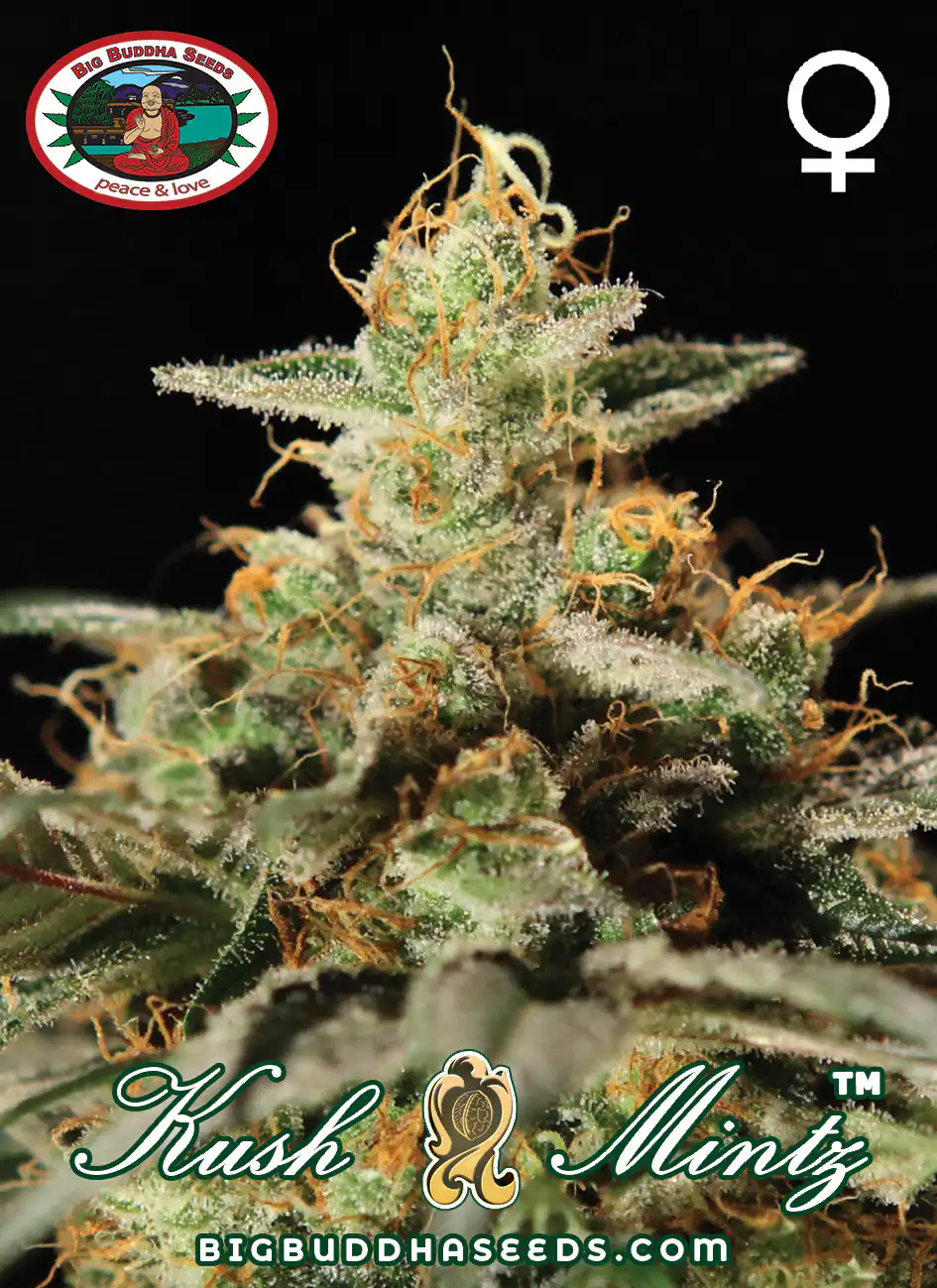 Big_Buddha_Seeds_KUSH_MINTZ_feminized Kush Mintz by Big Buddha Seeds plant in full bloom indoors