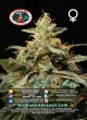 Big_Buddha_Seeds_KUSH_MINTZ_strain
