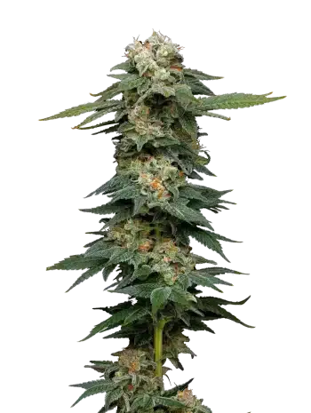 black magic auto seeds by maverick genetics seeds