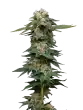 Black-magic-auto-by-mavericks-seeds