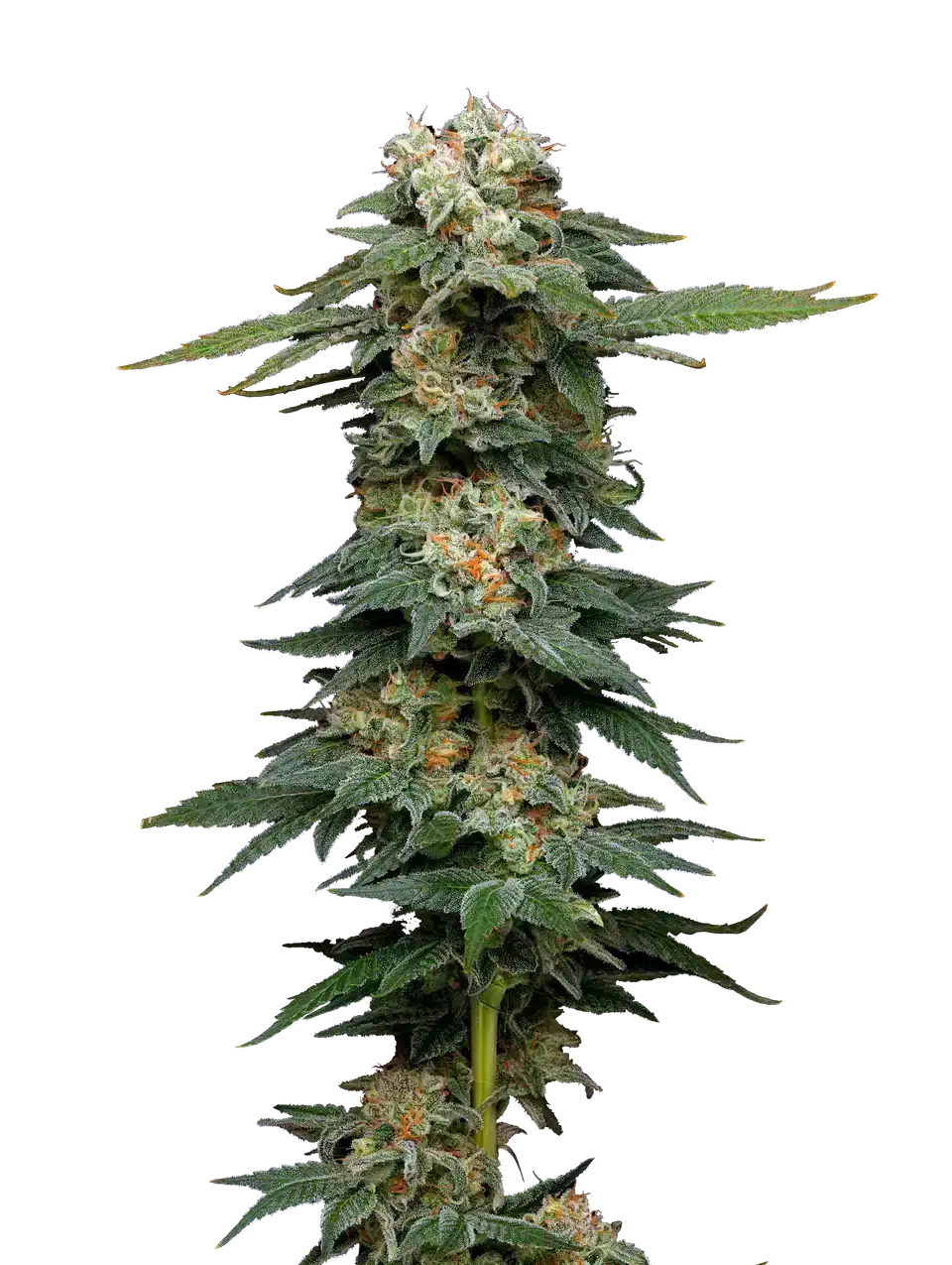 Black-magic-auto-by-mavericks-seeds black magic auto seeds by maverick genetics seeds