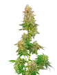 Boston Creampie – Mavericks Seeds