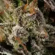 Boston-Cream-Pie-by-mavericks-seeds
