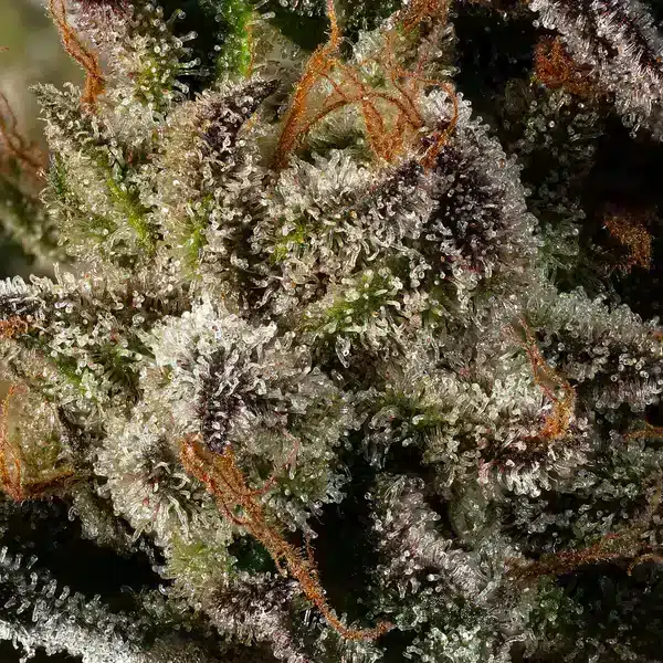 Boston-Cream-Pie-by-mavericks-seeds-macro boston cream pie by mavericks seeds macro