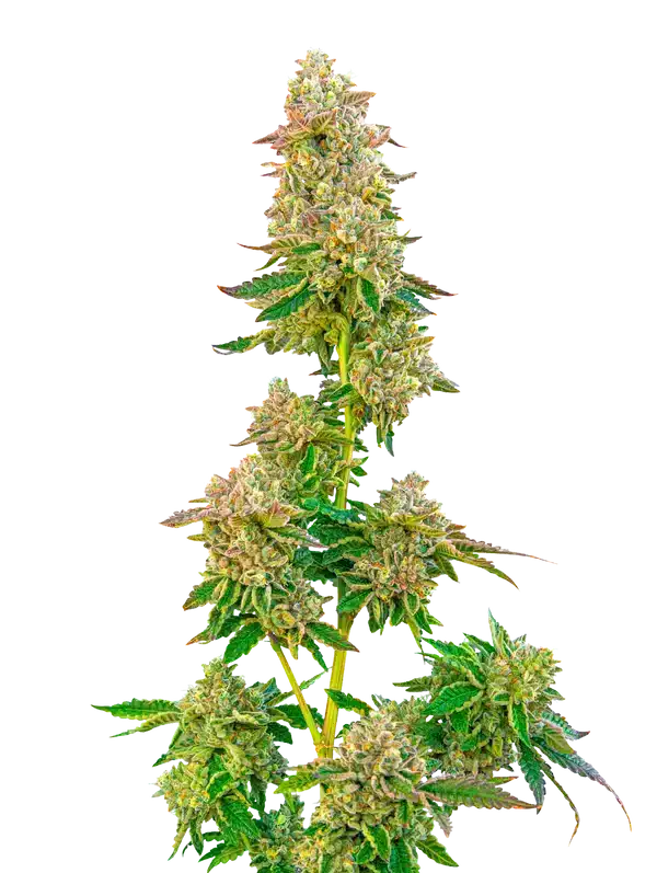 Boston-Cream-Pie-by-mavericks-seeds