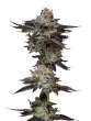 Candy-Fumez-mavericks-seeds