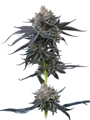 cherry runtz maverick seeds
