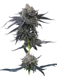 cherry runtz maverick seeds