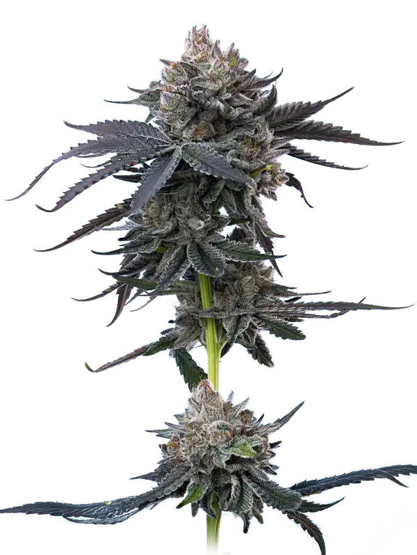 Cherry-Runtz-by-mavericks-seeds cherry runtz maverick seeds