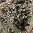 Cherry-Runtz-by-mavericks-seeds