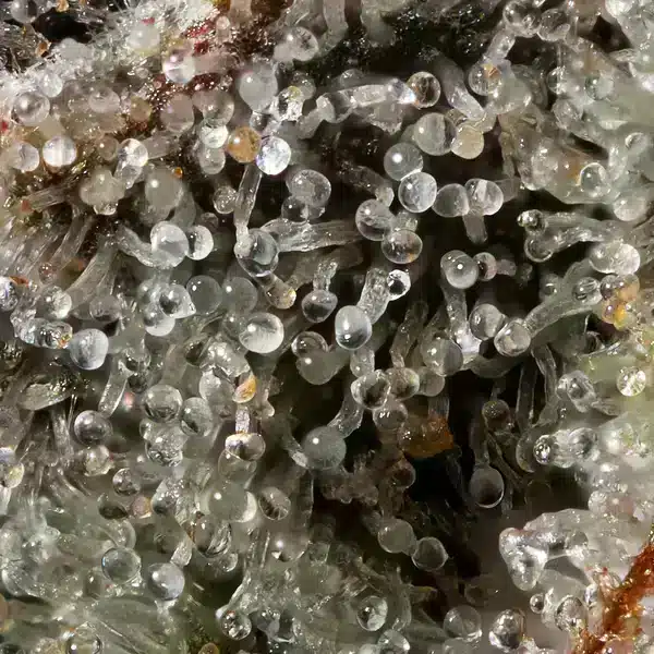 Cherry-Runtz-macro-mavericks-seeds cherry runtz macro maverick seeds