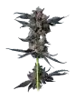 cookies gelato auto by mavericks genetics seeds