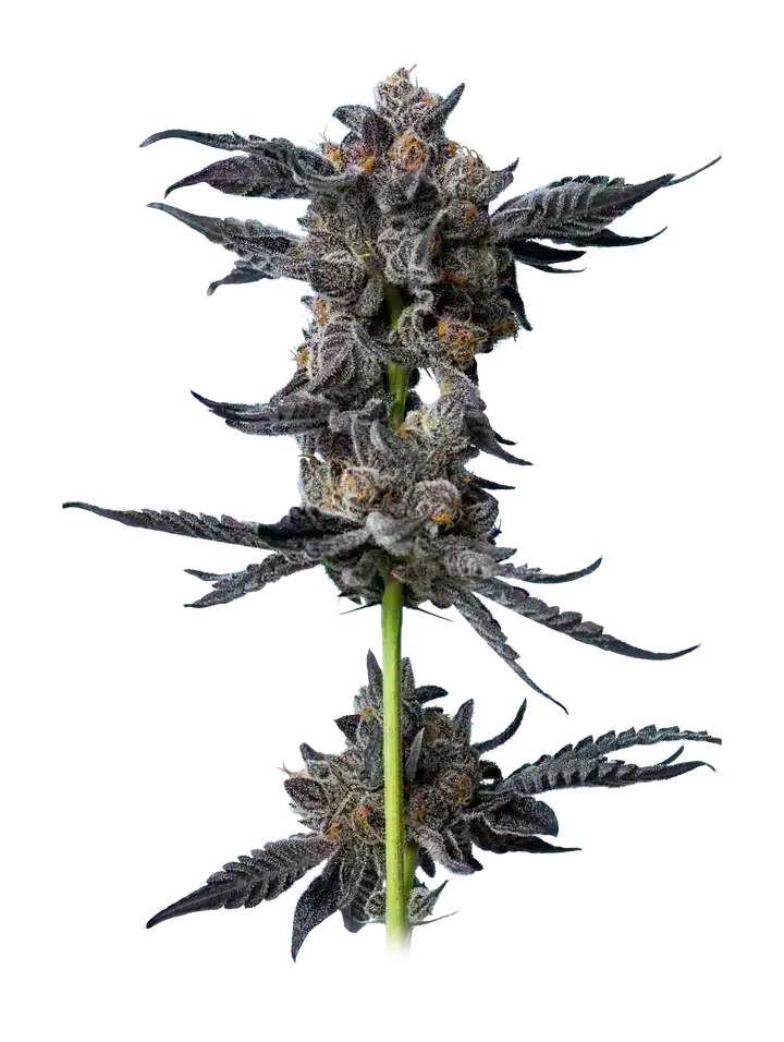 Cookies-Gelato-Auto-Mavericks-Genetics-Seeds cookies gelato auto by mavericks genetics seeds