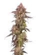 GAS-FACE-auto-mavericks-seeds