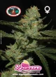 BigBuddhaSeeds-Strawnana-Sundae-feminized-seeds