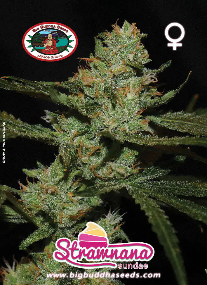 Strawnana-Sundae-strain-big-buddha-seeds strawnana sundae by big buddha seeds