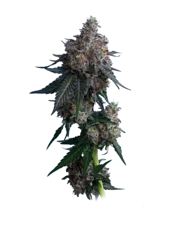 apples n bananas by mavericks seeds