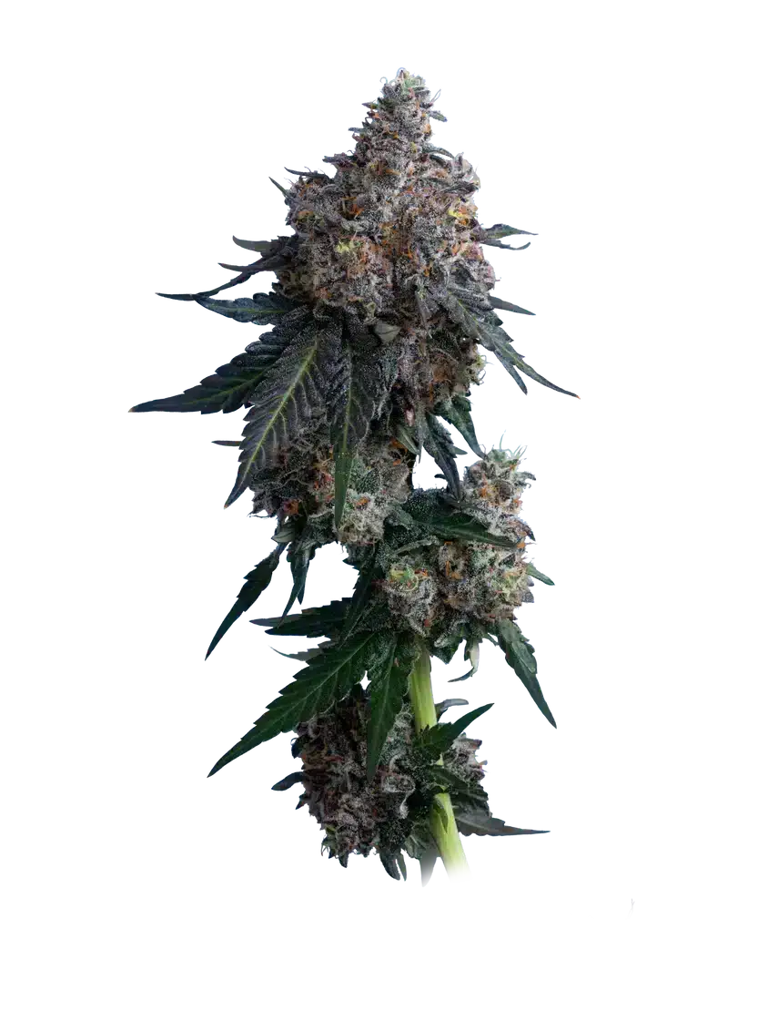 apples-n-bananas-mavericks-seeds apples n bananas by mavericks seeds