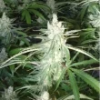 Buddhalato cannabis buds