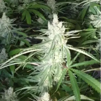 Buddhalato cannabis buds