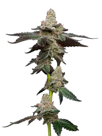biscotti by maverick seeds